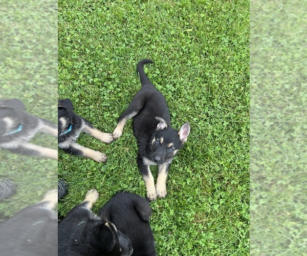 View Ad Photo 7 of Listing German Shepherd Dog