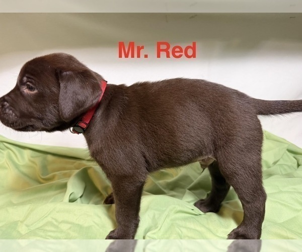 Medium Photo #1 Labrador Retriever Puppy For Sale in WHITNEY, TX, USA