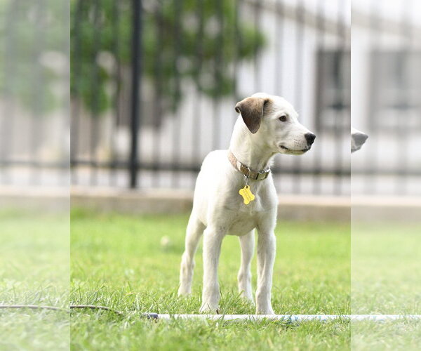 Medium Photo #7 Mutt Puppy For Sale in Sandy, UT, USA