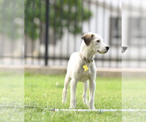 Maicena - Female Mutt Dog for Adoption - Photo #7