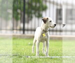 Small #6 Mutt