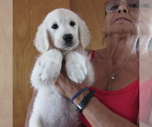 English Cream Golden Retriever Puppy for Sale in NORTHWOOD, Ohio USA