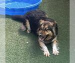 Small #6 German Shepherd Dog-Huskies  Mix
