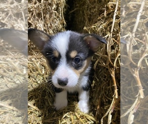 Pembroke Welsh Corgi Puppy for sale in SULLIVAN, IL, USA