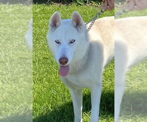 German Shepherd Dog-Siberian Husky Mix Dogs for adoption in Bellingham, WA, USA