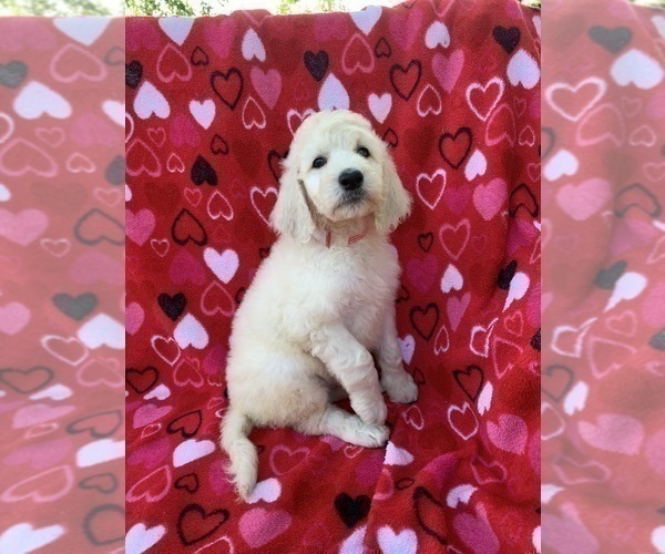 Medium Photo #4 Goldendoodle Puppy For Sale in OCONTO, WI, USA