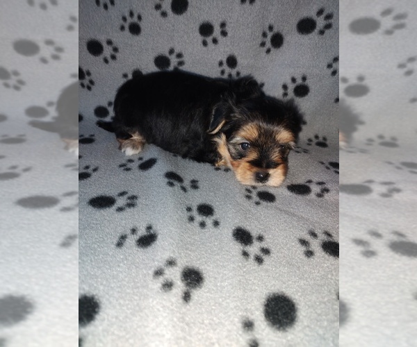 Medium Photo #5 Morkie Puppy For Sale in LAPEER, MI, USA