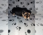 Small #4 Morkie