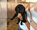 Small #18 Labrador Retriever
