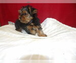 Small #2 Yorkshire Terrier