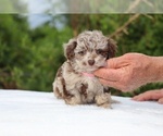 Small #13 ShihPoo