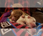 Small Photo #3 Goldendoodle (Miniature) Puppy For Sale in ELIZABETHTOWN, IL, USA