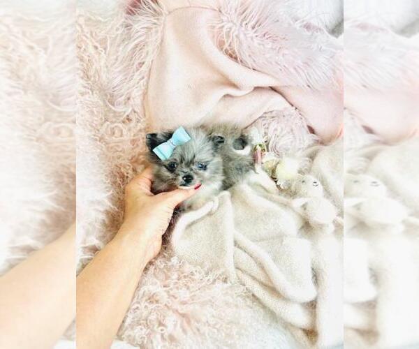 Medium Photo #3 Pomeranian Puppy For Sale in DALLAS, TX, USA