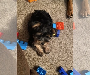 Yorkshire Terrier Puppy for sale in RIDGELAND, SC, USA