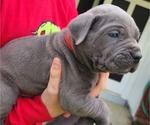Small Photo #8 Cane Corso Puppy For Sale in WEST MONROE, LA, USA