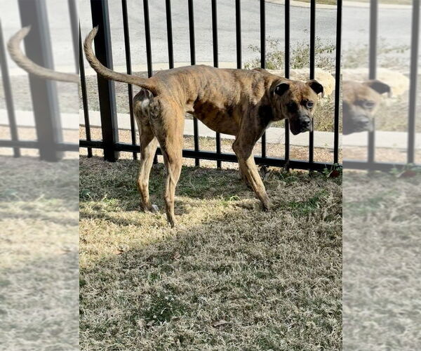 Medium Photo #2 Boxer-Unknown Mix Puppy For Sale in Austin, TX, USA