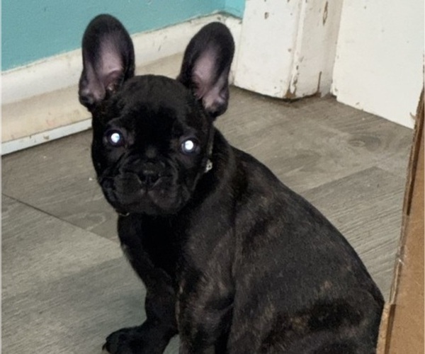 Medium Photo #22 Boston Terrier Puppy For Sale in ROUND LAKE, IL, USA