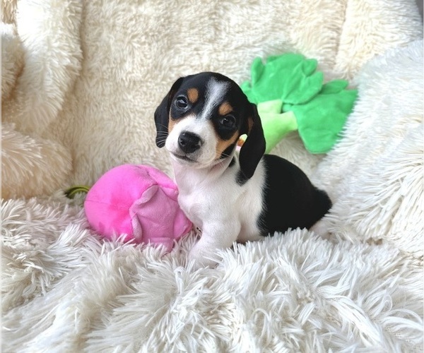 Medium Photo #6 Dachshund Puppy For Sale in WEBSTER, FL, USA