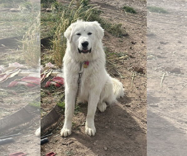 Medium Photo #1 Great Pyrenees Puppy For Sale in Bountiful, UT, USA