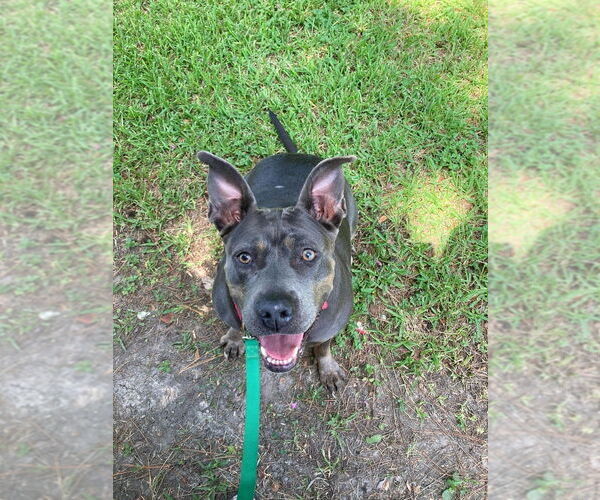 Medium Photo #13 Mutt Puppy For Sale in Abbeville, LA, USA