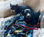 Small #1 Miniature Pinscher