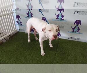 American Bulldog-Unknown Mix Dogs for adoption in Orlando, FL, USA