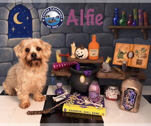 Alfie - Male Poodle (Miniature)-Unknown Mix Dog for Adoption - Photo #3