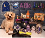 Small Photo #3 Poodle (Miniature)-Unknown Mix Puppy For Sale in Arcadia, FL, USA