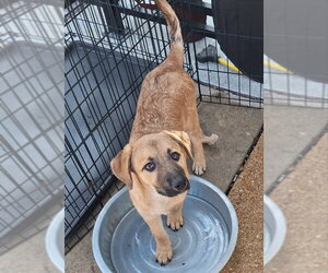 Labrador Retriever-Unknown Mix Dogs for adoption in House Springs, MO, USA