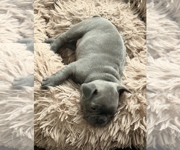 Medium Photo #1 French Bulldog Puppy For Sale in WESLEY CHAPEL, FL, USA