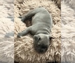 Puppy Puppy 4 French Bulldog