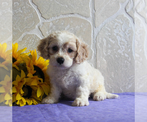 Cavachon Puppy for sale in GORDONVILLE, PA, USA