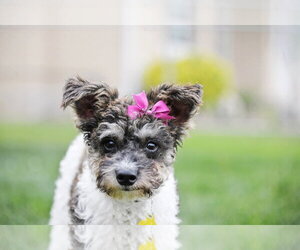Poodle (Miniature)-Unknown Mix Dogs for adoption in Sandy, UT, USA