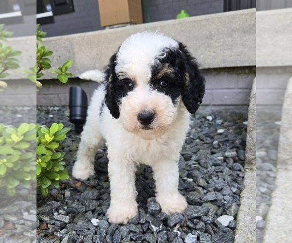 Medium Photo #6 Bernedoodle (Miniature) Puppy For Sale in FRANKLIN, IN, USA