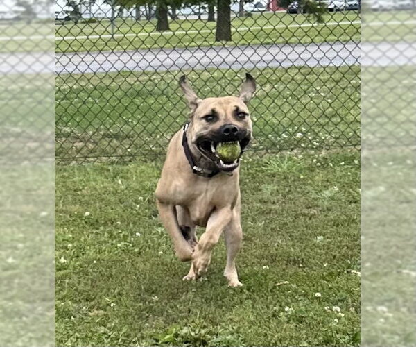 Medium Photo #9 Boxer-Unknown Mix Puppy For Sale in Evansville, IN, USA