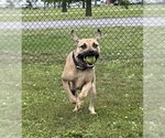 Small #8 Boxer Mix