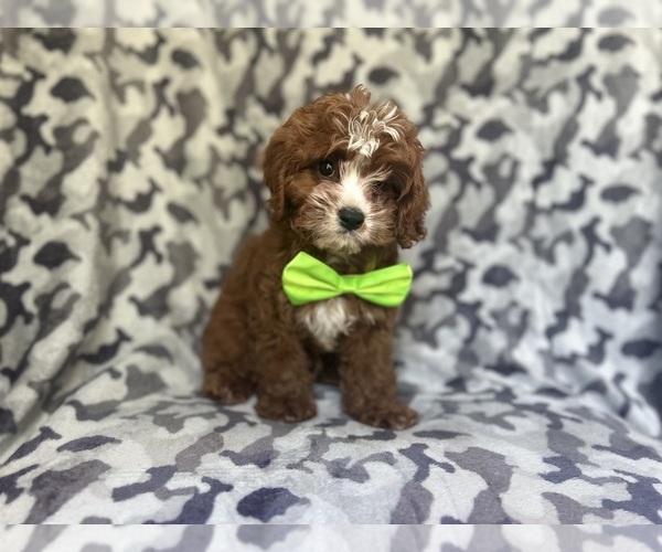 Medium Photo #5 Cavapoo Puppy For Sale in LAKELAND, FL, USA