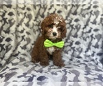 Small #4 Cavapoo