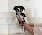Small #4 Border Collie Mix