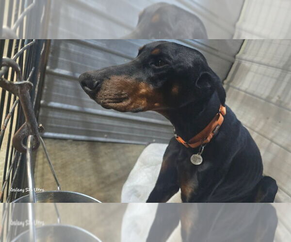 Medium Photo #6 Doberman Pinscher Puppy For Sale in Foristell, MO, USA