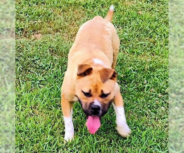 Medium Photo #3 Staffordshire Bull Terrier Puppy For Sale in Rutherfordton, NC, USA
