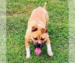 Small #2 Staffordshire Bull Terrier