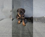 Small #16 Rottweiler