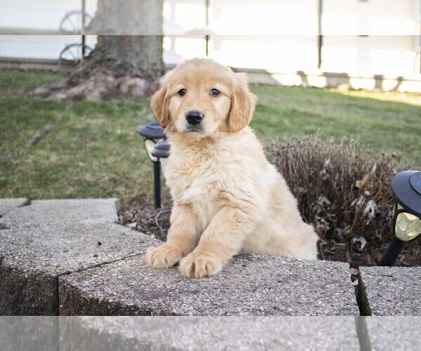 Medium Photo #1 Golden Retriever Puppy For Sale in MILLERSBURG, OH, USA