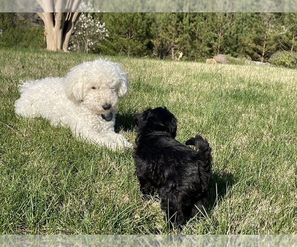 Medium Photo #10 Poodle (Toy)-Schnauzer (Miniature) Mix Puppy For Sale in OOLTEWAH, TN, USA