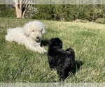 Small Photo #10 Poodle (Toy)-Schnauzer (Miniature) Mix Puppy For Sale in OOLTEWAH, TN, USA