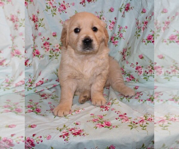 Medium Photo #7 Golden Retriever Puppy For Sale in BLOOMINGTON, IN, USA
