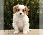 Small Cavapoo