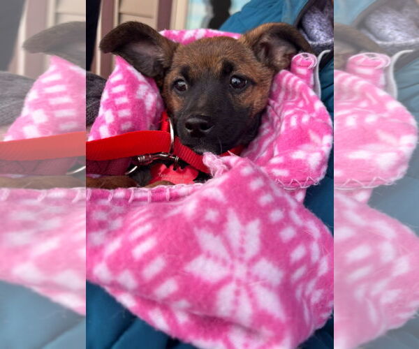 Medium Photo #5 Rat-Cha Puppy For Sale in Grafton, WI, USA