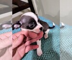 Small Photo #1 Chihuahua Puppy For Sale in STRONGSVILLE, OH, USA